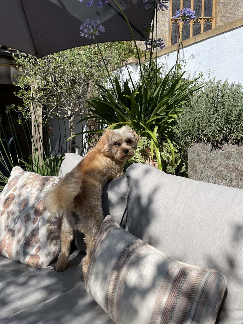A small tan curly-coated dog standing on an outdoor sofa cushion in a planted garden