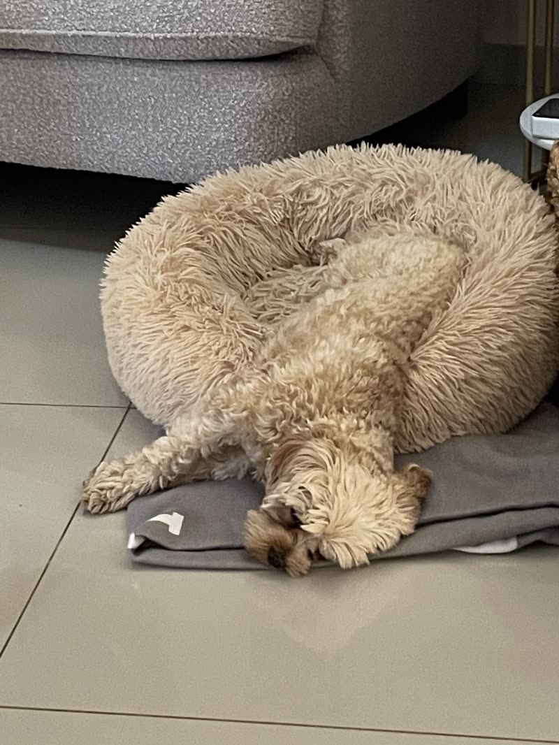 A cream cockapoo-type dog curled up asleep in a fluffy donut bed