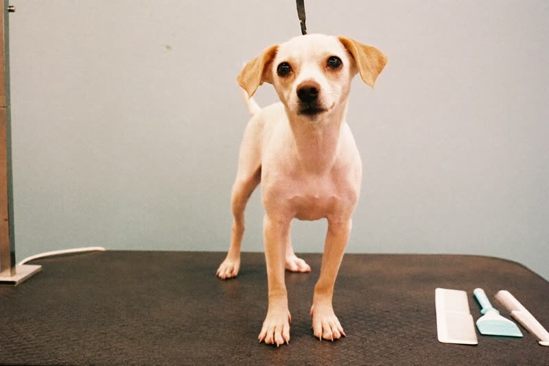 A calm small dog on a grooming table beside brushes and combs