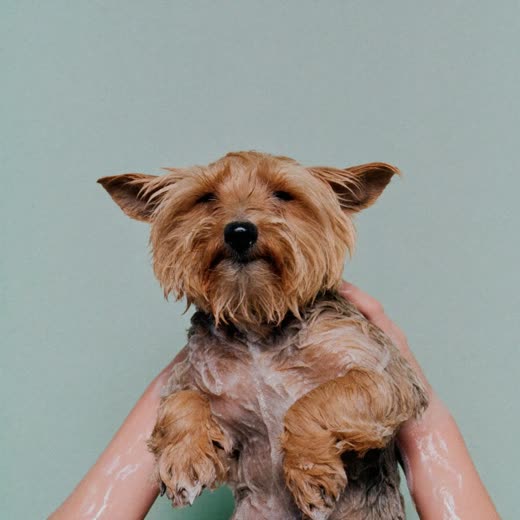 A small wet terrier being bathed