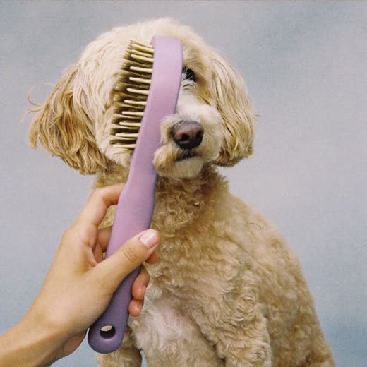 A brush working through a small dog's curly coat