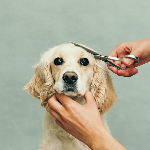 Scissors trimming a cream dog's face fringe