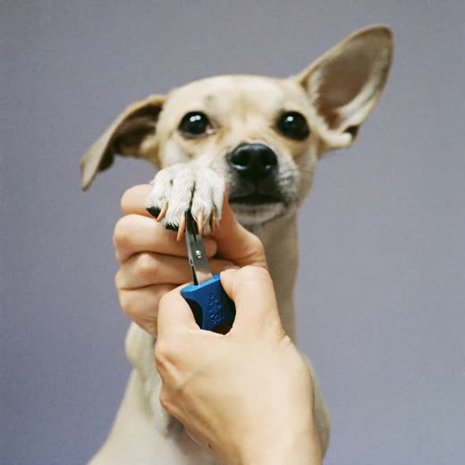 A small dog's paw having its nails clipped