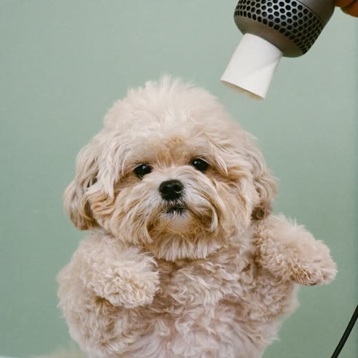 A small fluffy dog being blow-dried after a wash